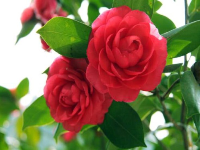 茶花苗