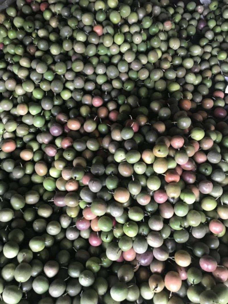台农一号百香果紫果90~100g