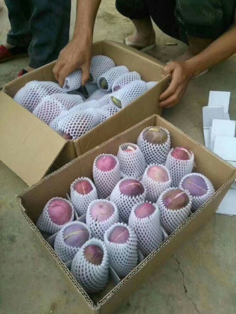 八月瓜紫红5号八月瓜种苗新农业选择