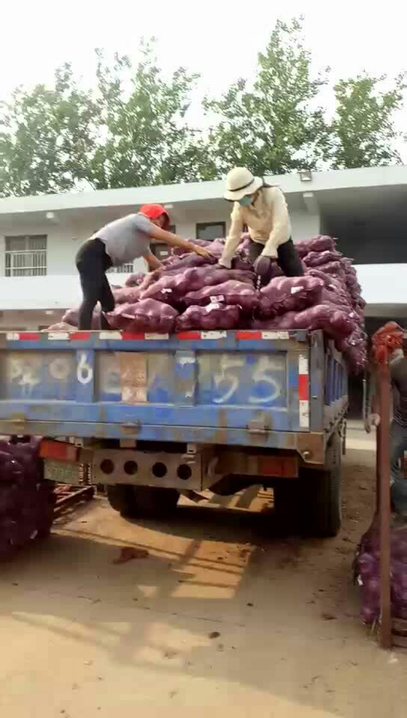 丰县紫红洋葱大量上市了，产地直供，可供电商价格便宜80以