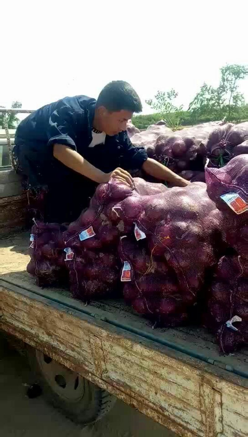 丰县紫红洋葱大量上市了，产地直供，可供电商价格便宜80以