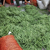 精品豆王大量上市