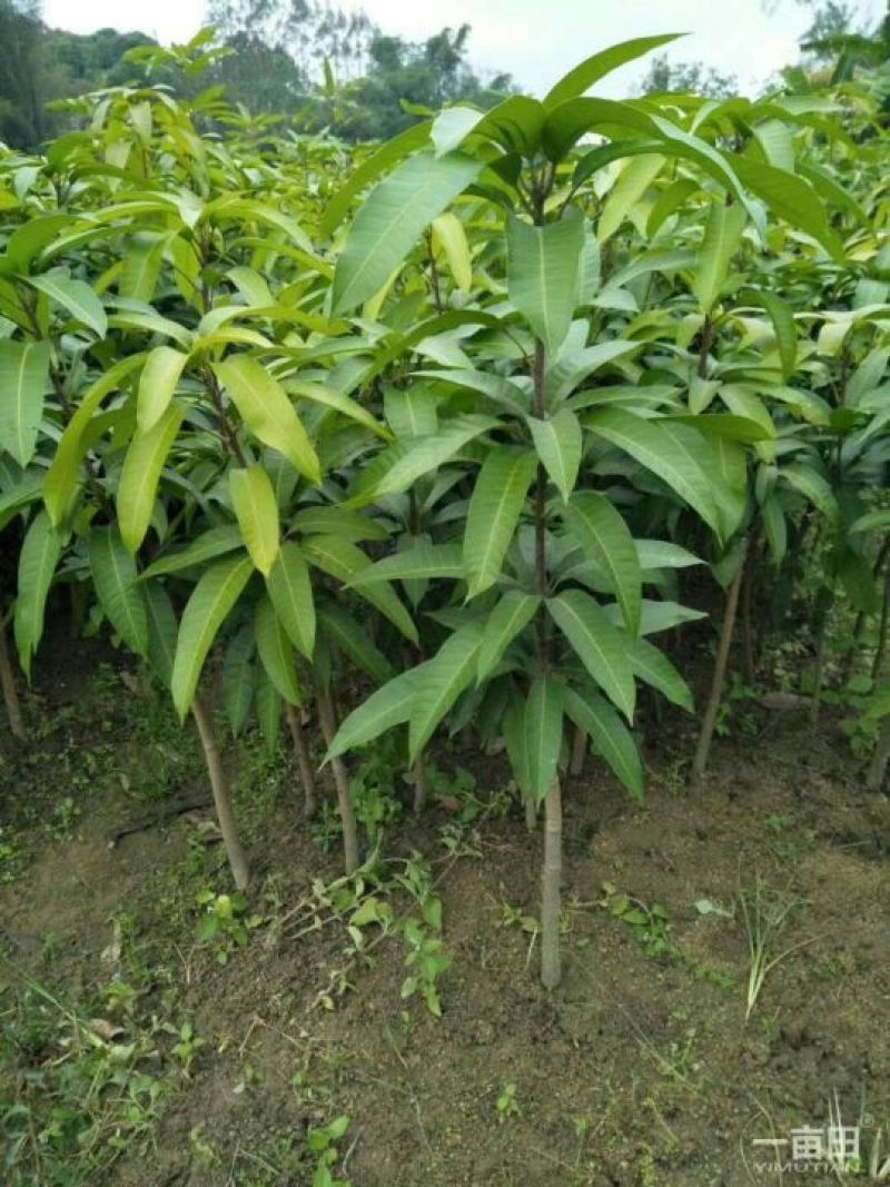 金煌树苗，四季，桂七，红象牙，凯特