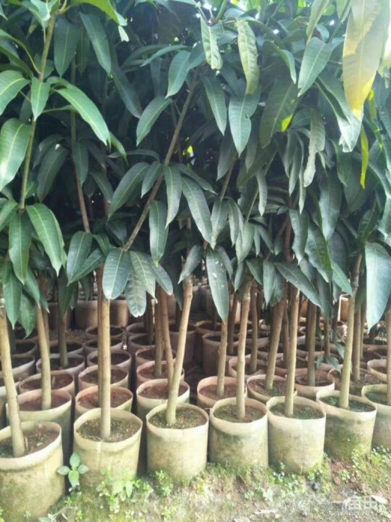 金煌树苗，四季，桂七，红象牙，凯特