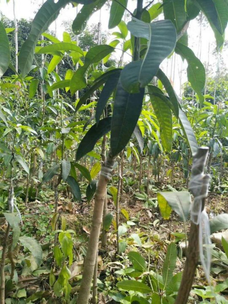 金煌树苗，四季，桂七，红象牙，凯特