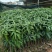 金煌树苗，四季，桂七，红象牙，凯特