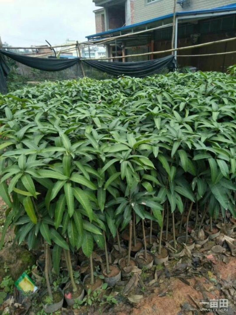 金煌树苗，四季，桂七，红象牙，凯特