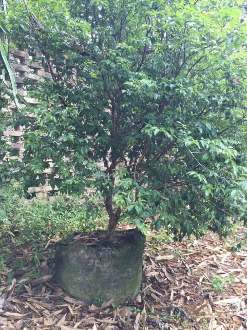嘉宝果树葡萄苗