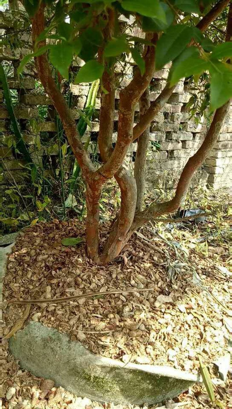 嘉宝果树葡萄苗