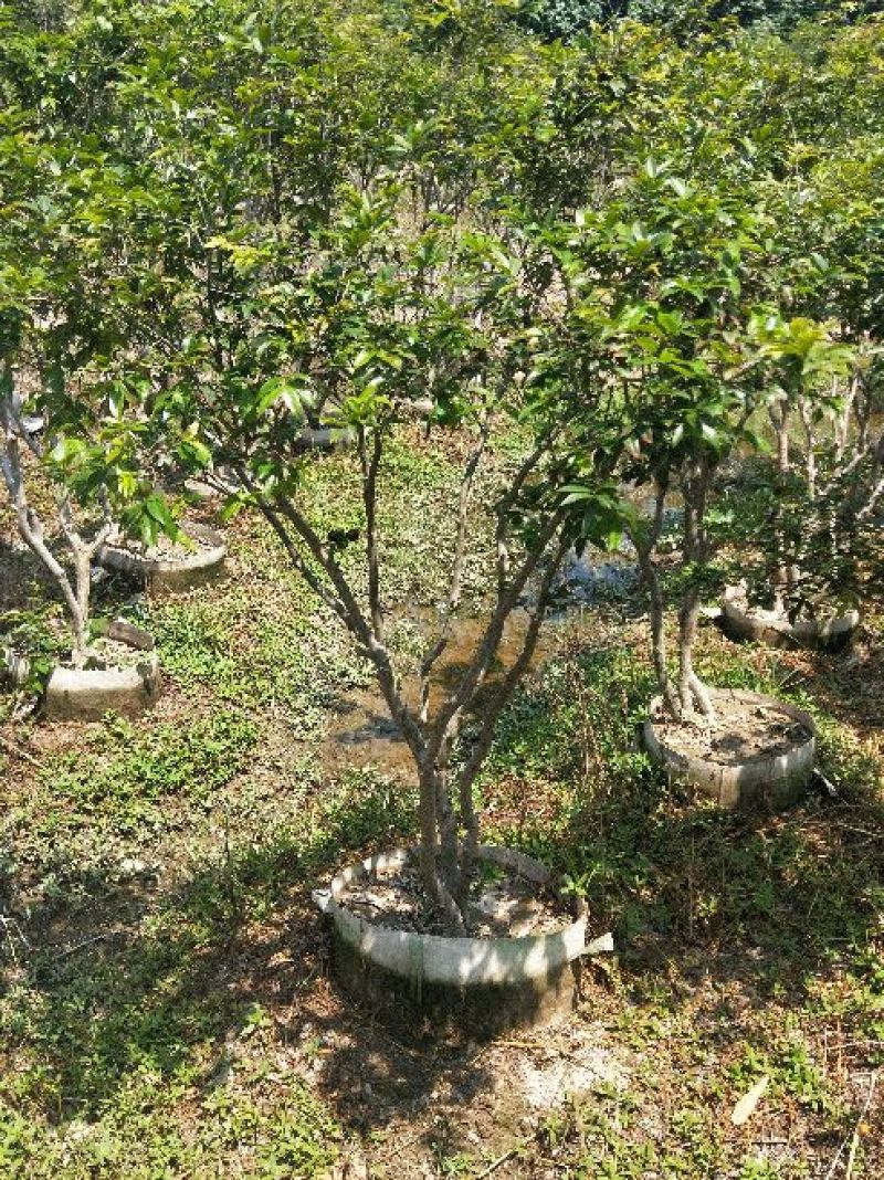 嘉宝果树葡萄苗