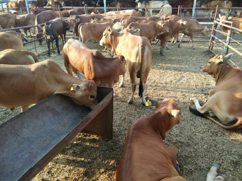 西门塔尔牛基地直发线上交易质量保证
