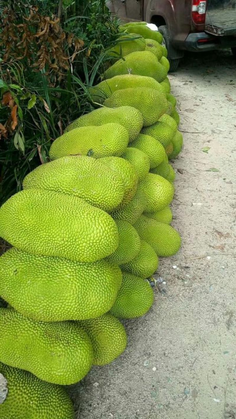 海南菠萝蜜四季供应