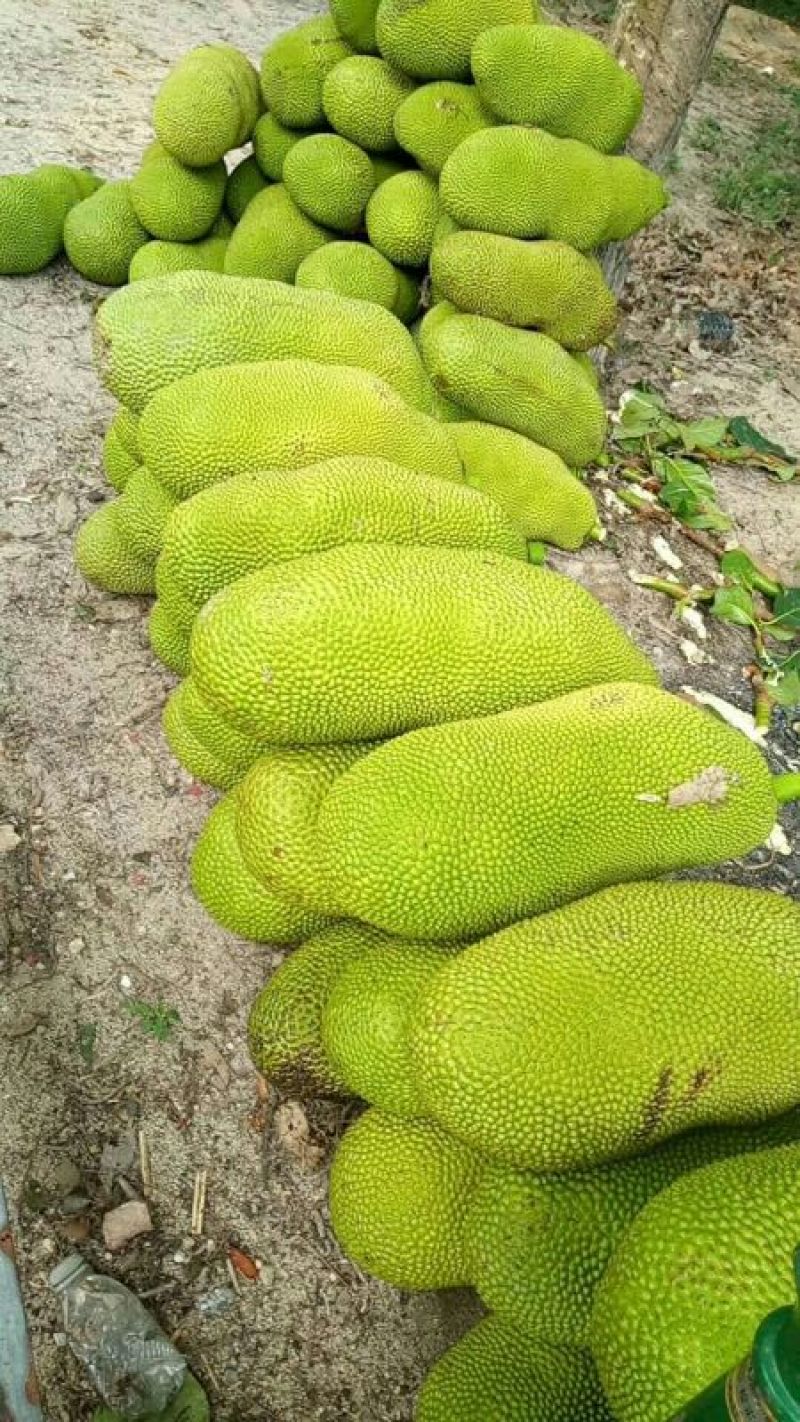 海南菠萝蜜四季供应