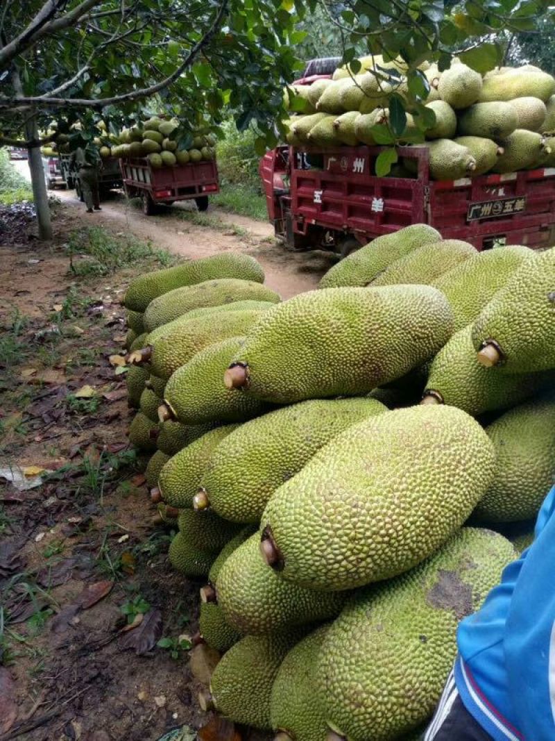 海南菠萝蜜四季供应