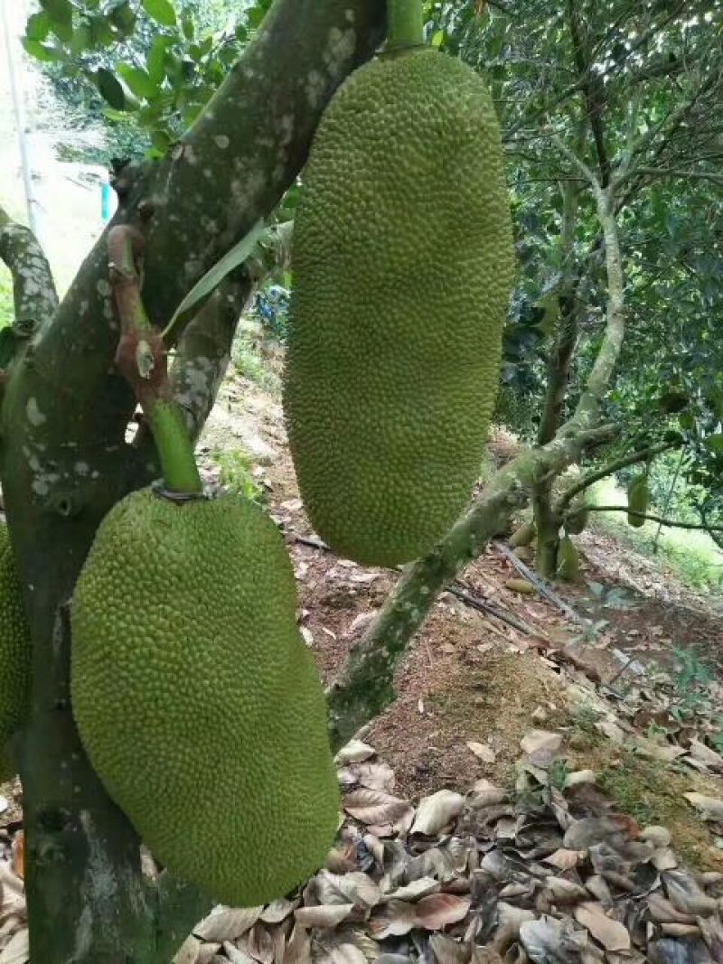 海南菠萝蜜四季供应