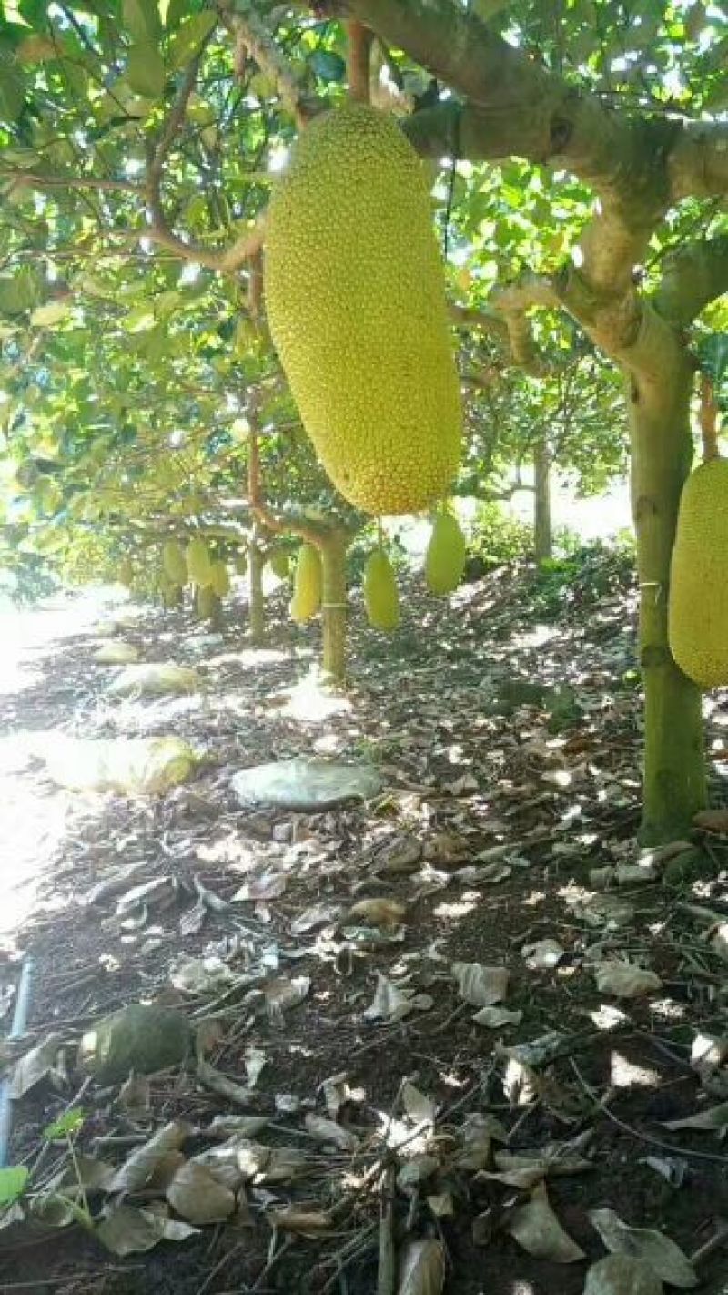 海南菠萝蜜四季供应