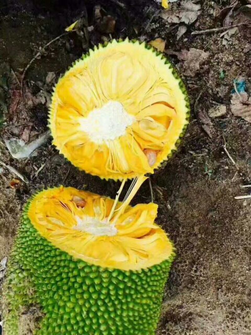 海南菠萝蜜四季供应