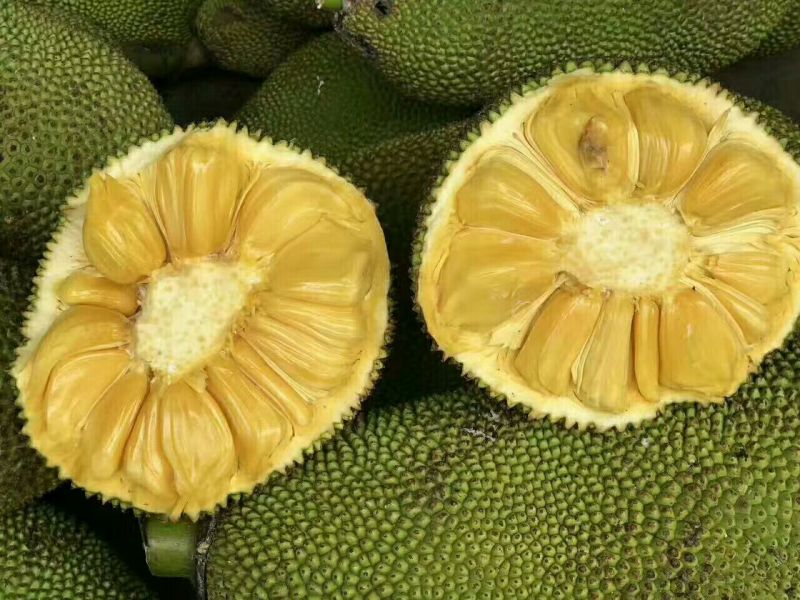 海南菠萝蜜四季供应