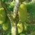 海南菠萝蜜四季供应