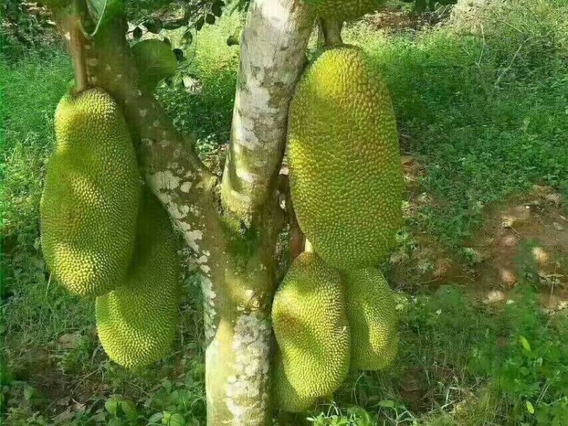 海南菠萝蜜四季供应