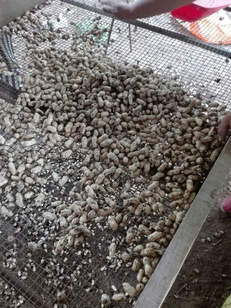 小白沙鲜果