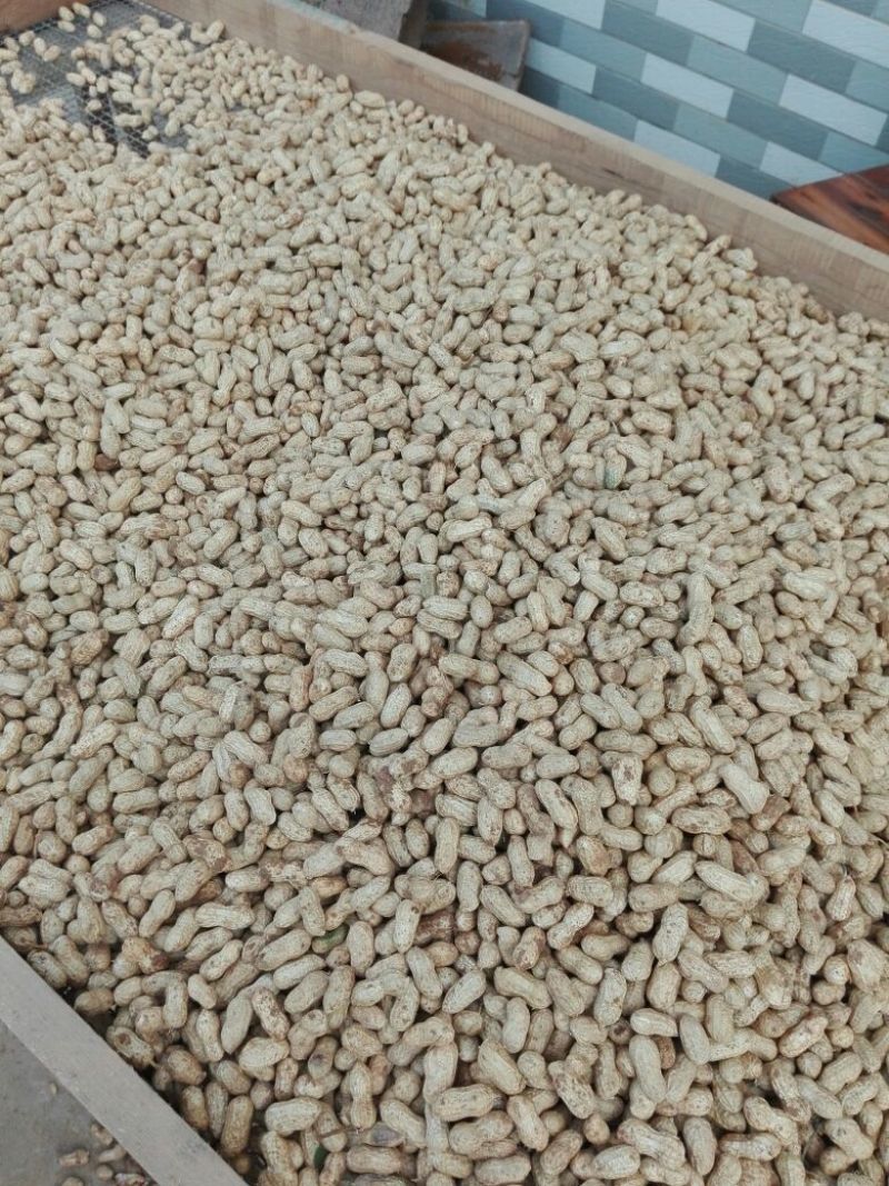 小白沙鲜果