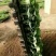 奶油草莓苗红颜草莓苗甜宝妙香草莓苗10~20cm