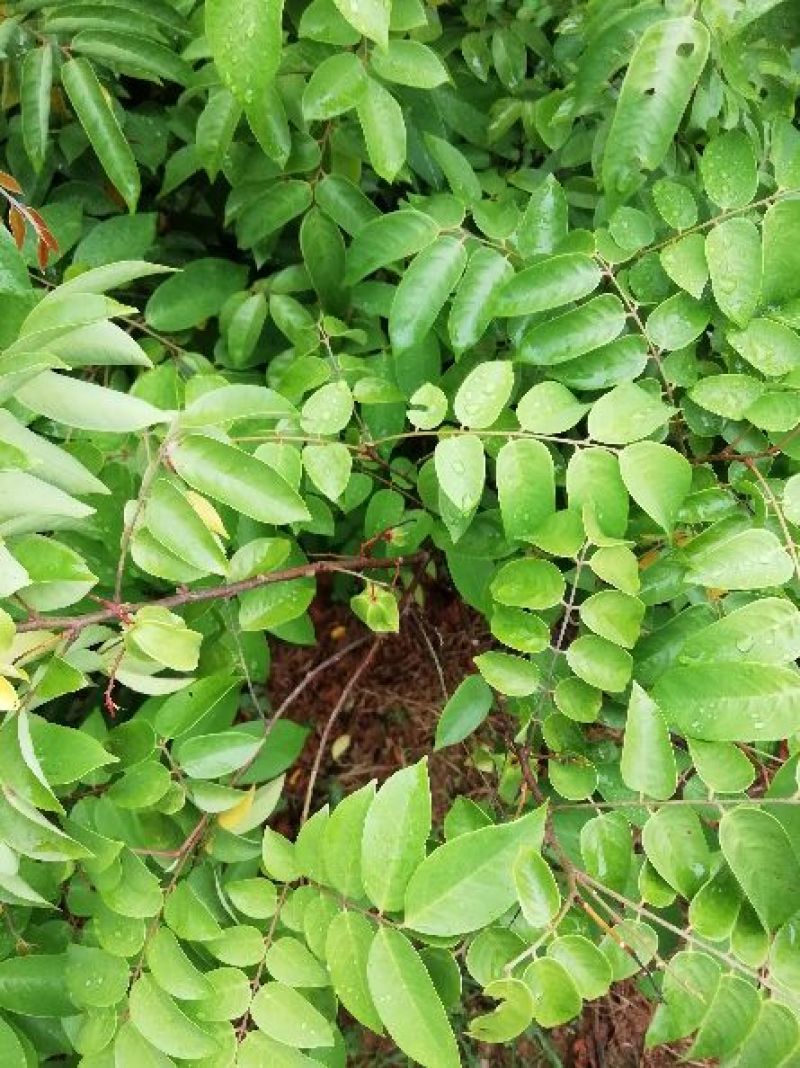 杨桃苗