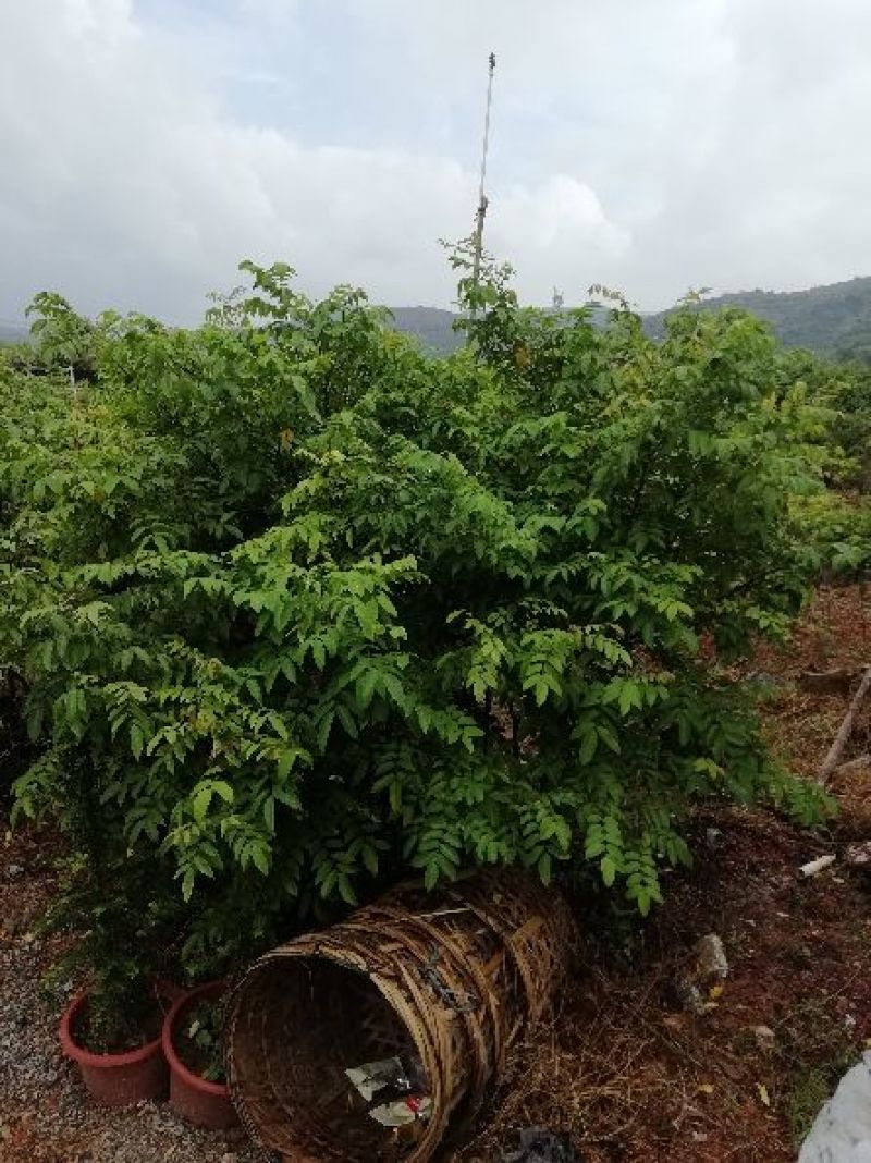 杨桃树苗