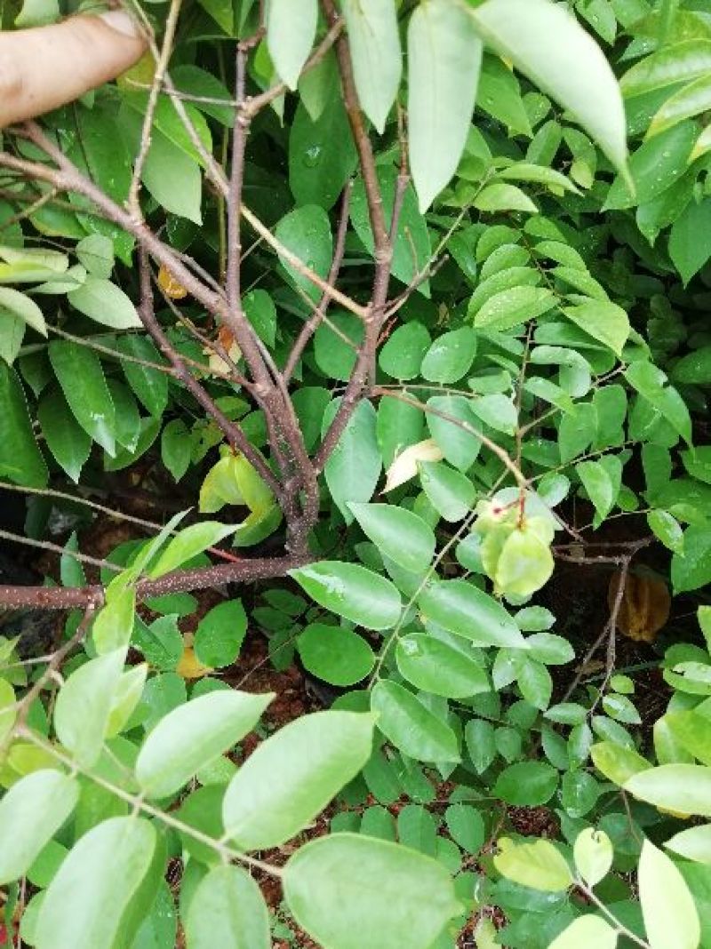 杨桃树苗