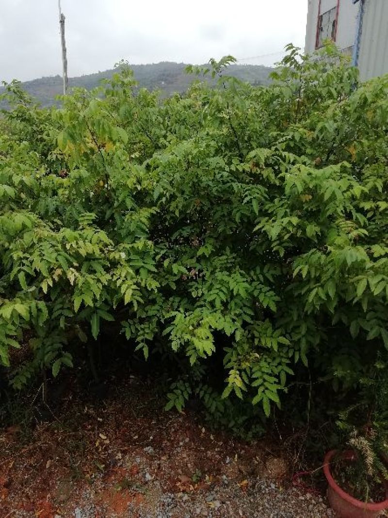 杨桃树苗