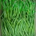 忻州.线椒15~20厘米中辣青..精品辣椒.发发