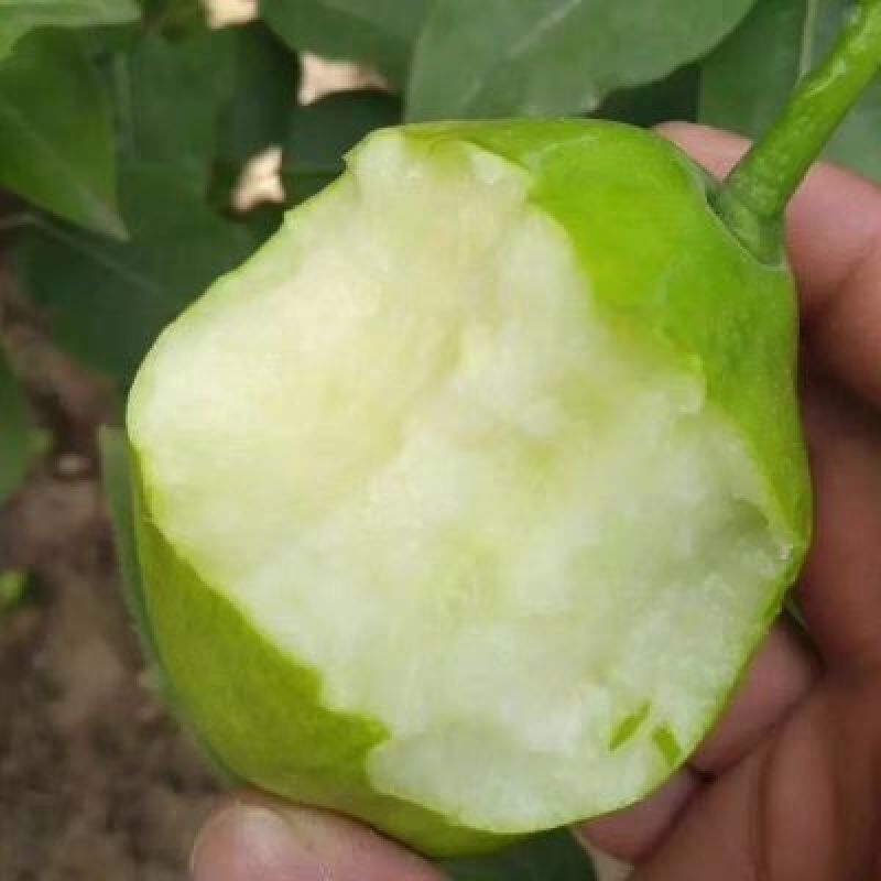 青皮梨树苗