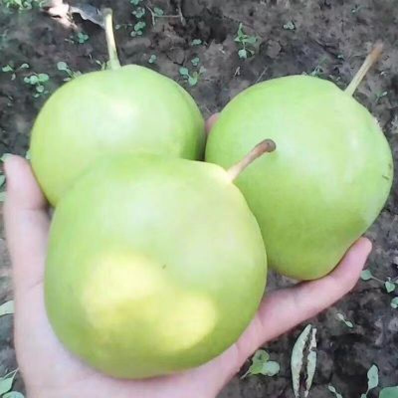 青皮梨树苗