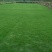 马尼拉草皮