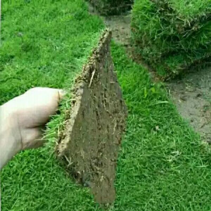 马尼拉草皮