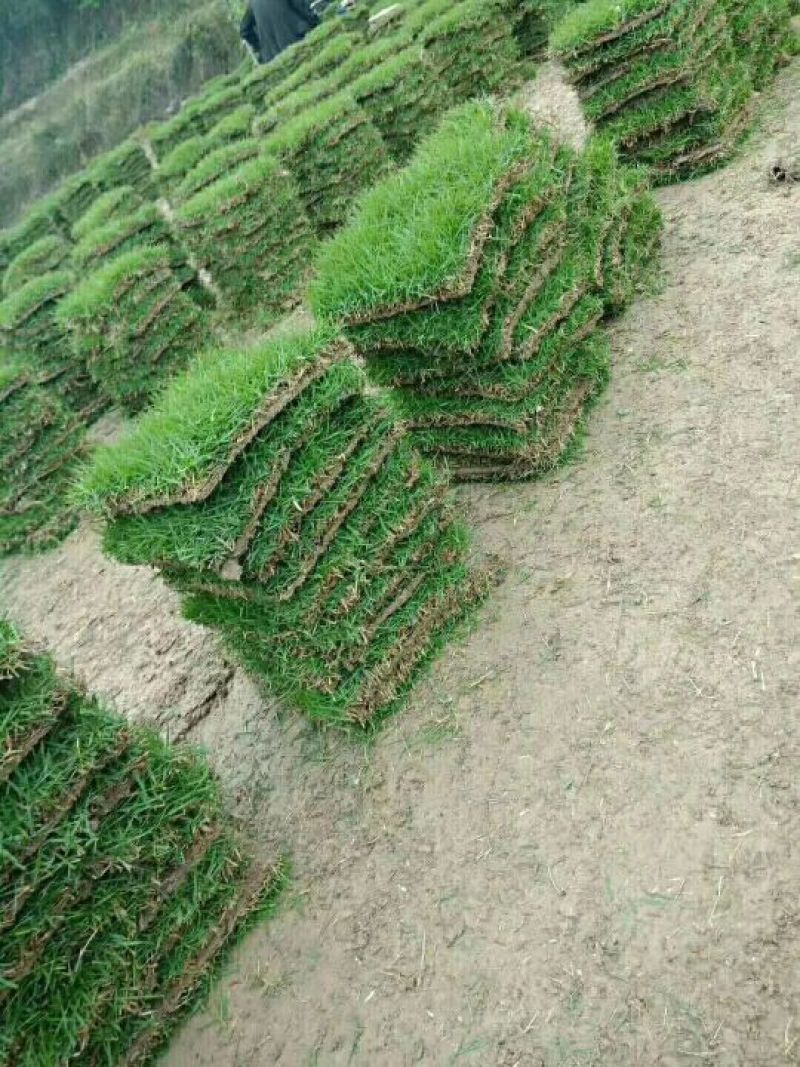 马尼拉草皮