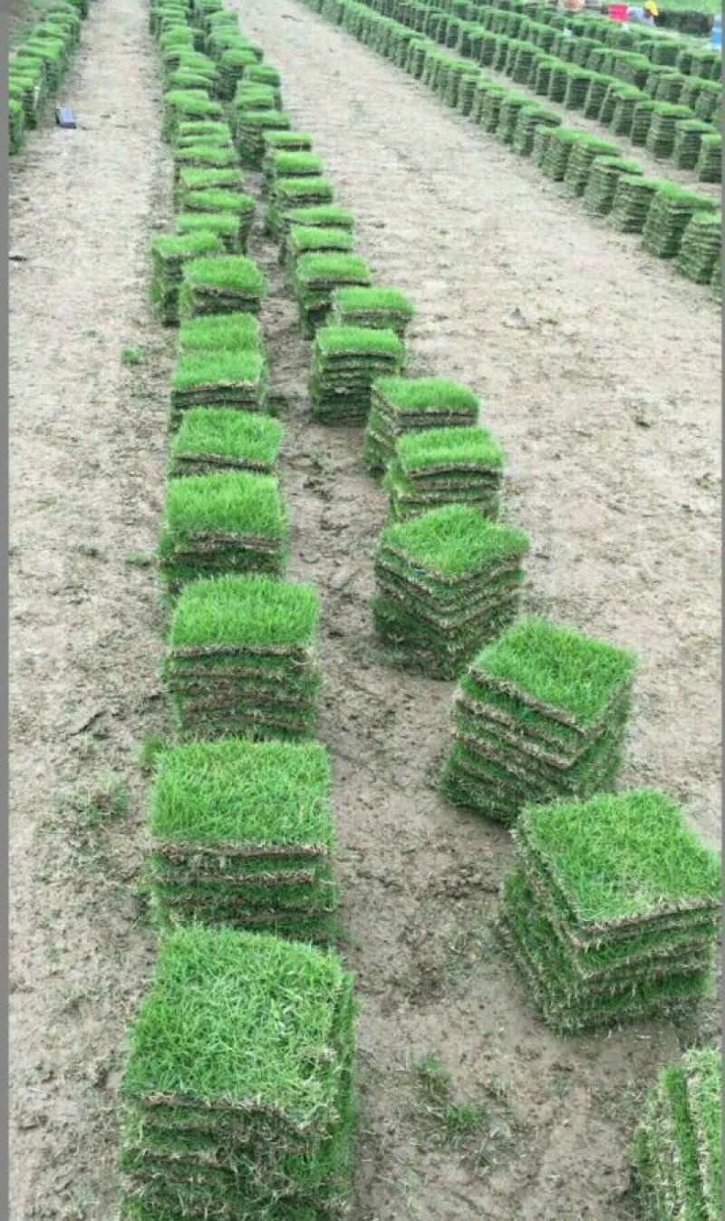 马尼拉草皮