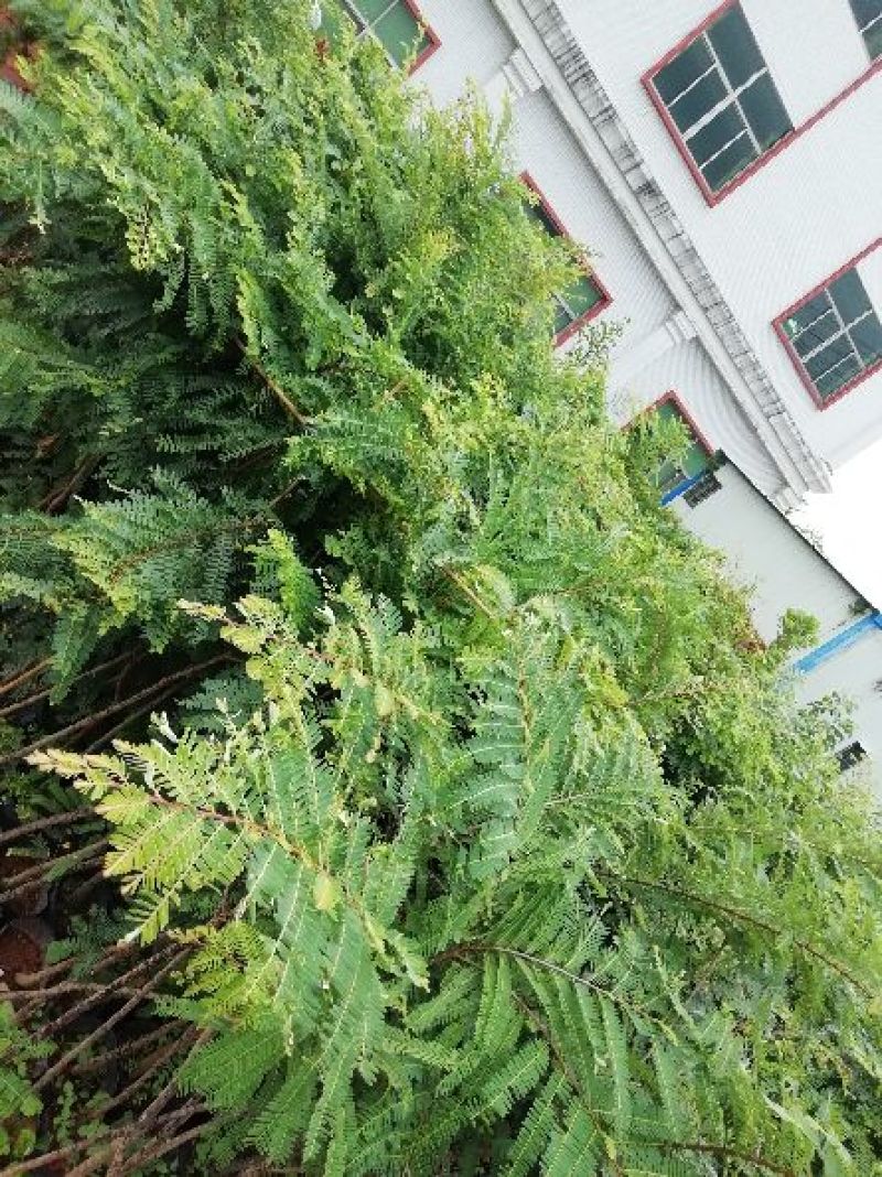 甜种油甘苗