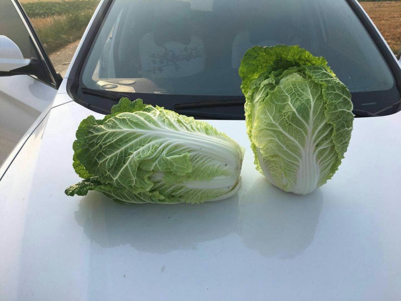 白菜—黄心白菜产地直销可以视频看货货源充足