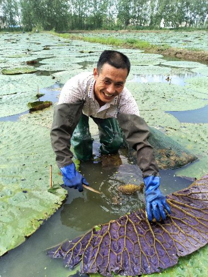 冰鲜芡实大粒米