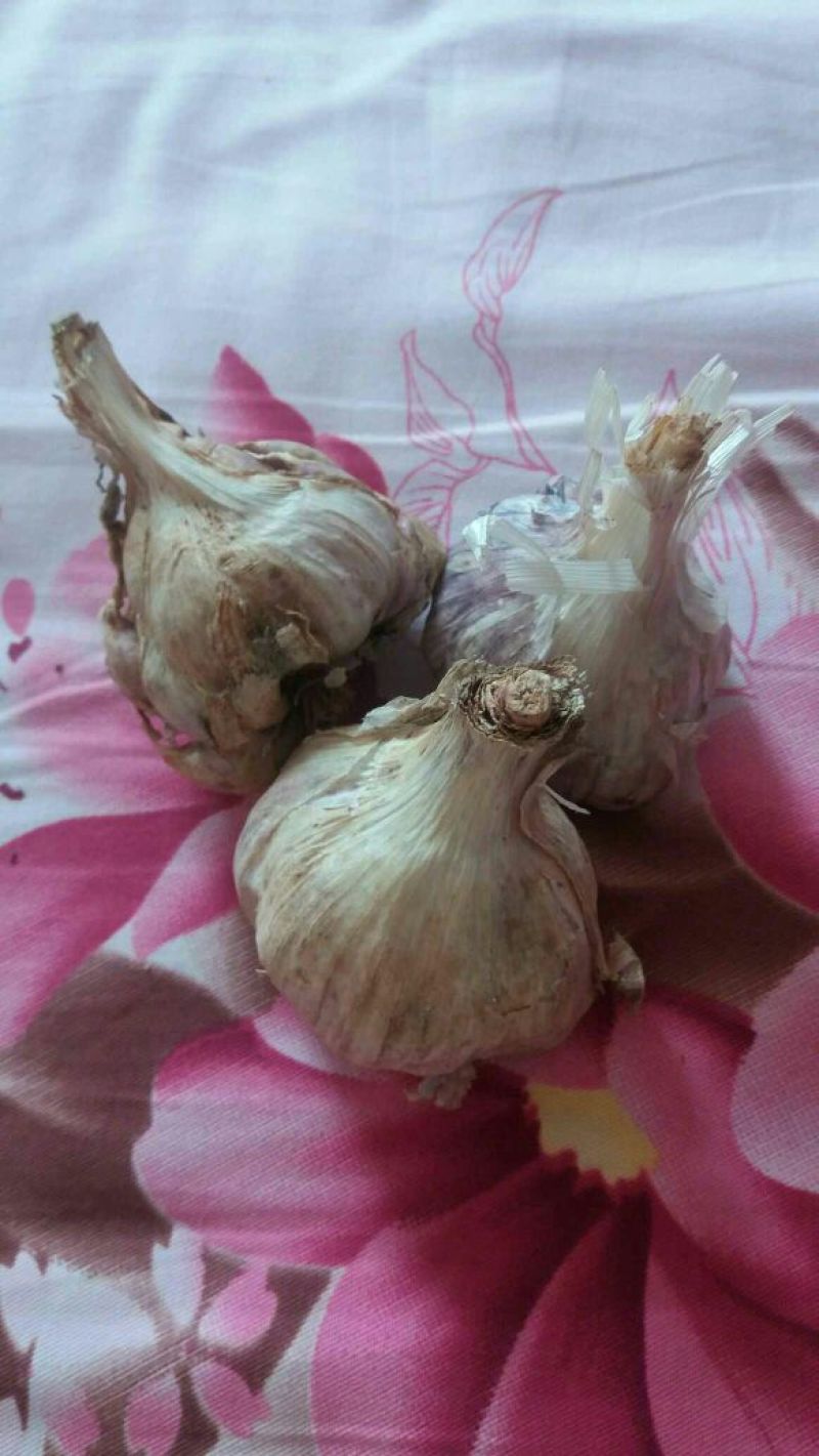红皮蒜种……有需要的联系咯