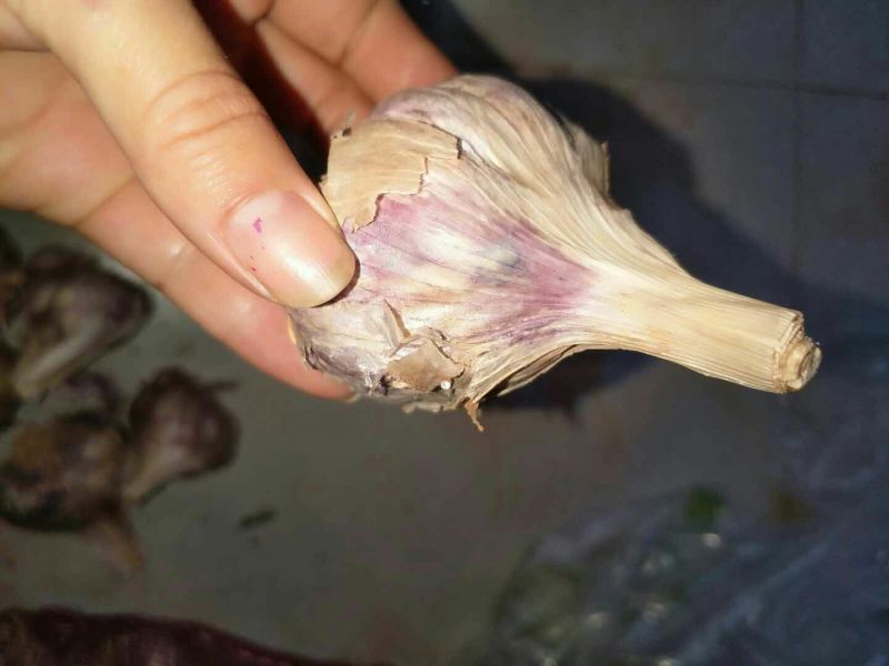 红皮蒜种……有需要的联系咯