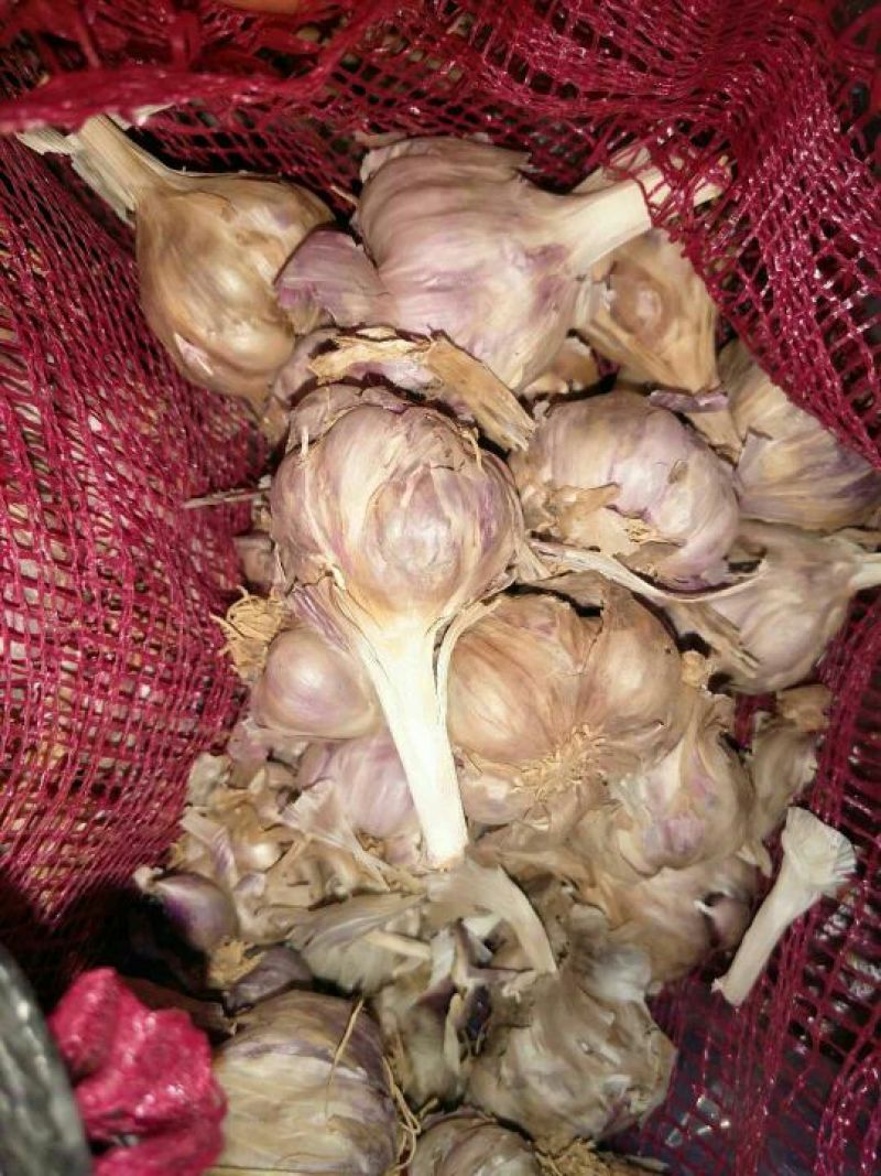 红皮蒜种……有需要的联系咯