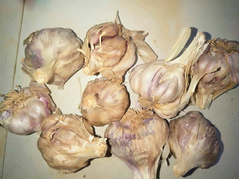 红皮蒜种……有需要的联系咯