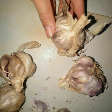 红皮蒜种……有需要的联系咯