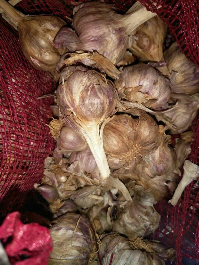 红皮蒜种……有需要的联系咯