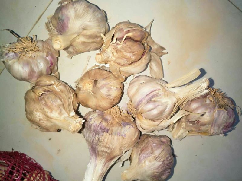 红皮蒜种……有需要的联系咯