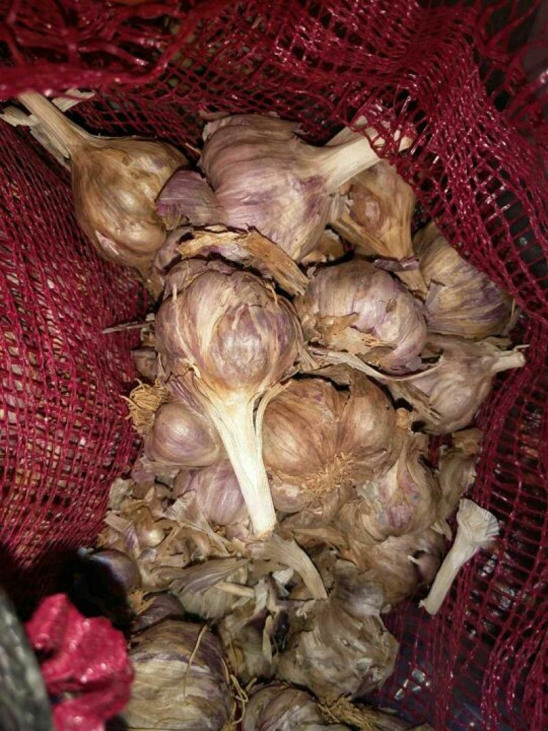 红皮蒜种……有需要的联系咯