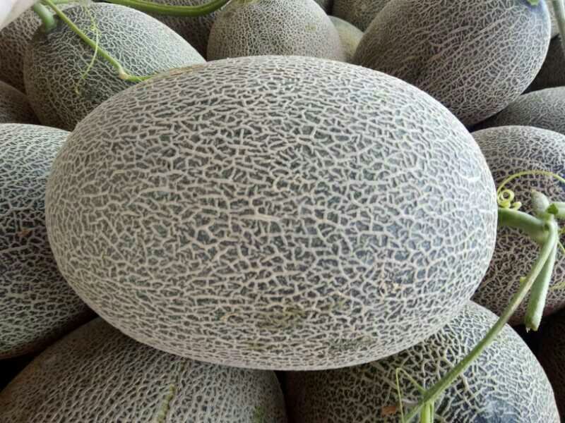 西州蜜，生长在大漠里的蜜瓜